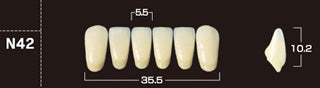 Crown PX Premium 3-Layer Composite Anterior Denture Teeth - Mega Dental Art Supply