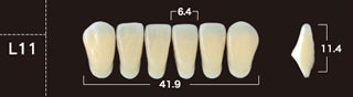 New Ace 2-Layer Acrylic Anterior Denture Teeth - Mega Dental Art Supply