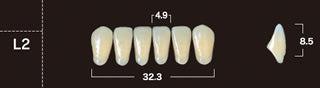New Ace 2-Layer Acrylic Anterior Denture Teeth - Mega Dental Art Supply