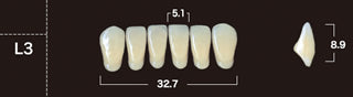 New Ace 2-Layer Acrylic Anterior Denture Teeth - Mega Dental Art Supply