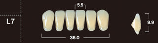 New Ace 2-Layer Acrylic Anterior Denture Teeth - Mega Dental Art Supply