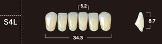 New Ace 2-Layer Acrylic Anterior Denture Teeth - Mega Dental Art Supply