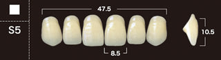 New Ace 2-Layer Acrylic Anterior Denture Teeth - Mega Dental Art Supply