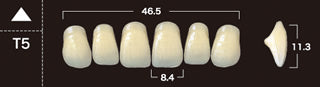 New Ace 2-Layer Acrylic Anterior Denture Teeth - Mega Dental Art Supply