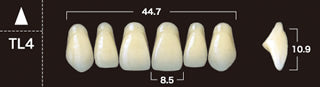 New Ace 2-Layer Acrylic Anterior Denture Teeth - Mega Dental Art Supply