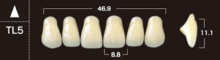 New Ace 2-Layer Acrylic Anterior Denture Teeth - Mega Dental Art Supply