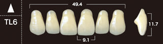 New Ace 2-Layer Acrylic Anterior Denture Teeth - Mega Dental Art Supply