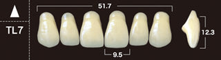 New Ace 2-Layer Acrylic Anterior Denture Teeth - Mega Dental Art Supply