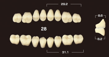 Efucera PX Premium 3-Layer Composite Posterior Upper Denture Teeth - Mega Dental Art Supply