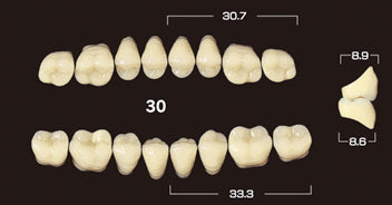 Efucera PX Premium 3-Layer Composite Posterior Upper Denture Teeth - Mega Dental Art Supply