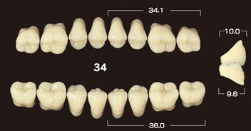 Efucera PX Premium 3-Layer Composite Posterior Upper Denture Teeth - Mega Dental Art Supply