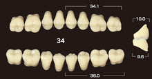 Load image into Gallery viewer, Efucera PX Premium 3-Layer Composite Posterior Upper Denture Teeth - Mega Dental Art Supply