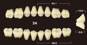 Efucera PX Premium 3-Layer Composite Posterior Lower Denture Teeth - Mega Dental Art Supply