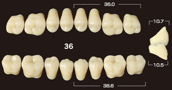 Efucera PX Premium 3-Layer Composite Posterior Upper Denture Teeth - Mega Dental Art Supply