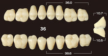 Load image into Gallery viewer, Efucera PX Premium 3-Layer Composite Posterior Upper Denture Teeth - Mega Dental Art Supply
