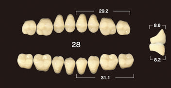 Efucera AC 2-Layer Acrylic 20° Posterior Upper Denture Teeth - Mega Dental Art Supply
