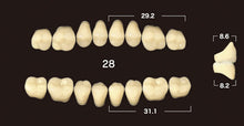 Load image into Gallery viewer, Efucera AC 2-Layer Acrylic 20° Posterior Upper Denture Teeth - Mega Dental Art Supply