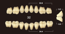 Load image into Gallery viewer, Efucera AC 2-Layer Acrylic 20° Posterior Lower Denture Teeth - Mega Dental Art Supply