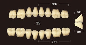 Efucera AC 2-Layer Acrylic 20° Posterior Upper Denture Teeth - Mega Dental Art Supply