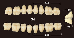 Efucera AC 2-Layer Acrylic 20° Posterior Upper Denture Teeth - Mega Dental Art Supply