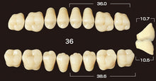 Load image into Gallery viewer, Efucera AC 2-Layer Acrylic 20° Posterior Lower Denture Teeth - Mega Dental Art Supply