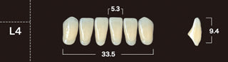 New Ace 2-Layer Acrylic Anterior Denture Teeth - Mega Dental Art Supply