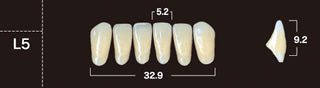New Ace 2-Layer Acrylic Anterior Denture Teeth - Mega Dental Art Supply