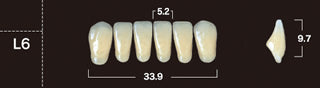 New Ace 2-Layer Acrylic Anterior Denture Teeth - Mega Dental Art Supply