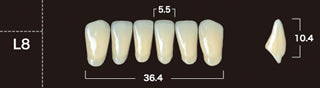 New Ace 2-Layer Acrylic Anterior Denture Teeth - Mega Dental Art Supply