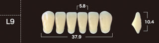 New Ace 2-Layer Acrylic Anterior Denture Teeth - Mega Dental Art Supply