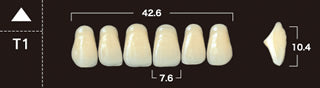 New Ace 2-Layer Acrylic Anterior Denture Teeth - Mega Dental Art Supply