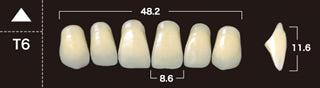 New Ace 2-Layer Acrylic Anterior Denture Teeth - Mega Dental Art Supply